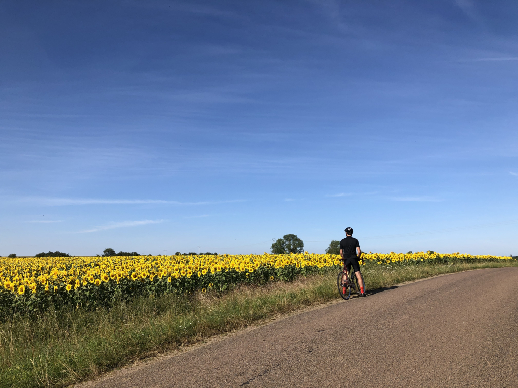 Man on bike at the side of a field of sunflowers